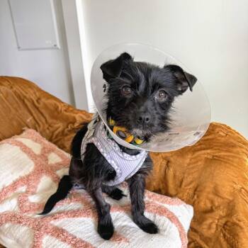 Terrier Dogs Available for Adoption in Oakland, California - Natita | PetCurious