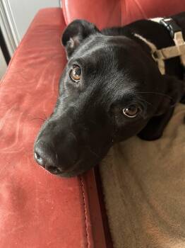 Oakley -  Dachshund and Labrador Retriever Dog for Adoption in Monticello, Mississippi - Oakley | PetCurious