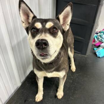 Husky Dogs Available for Adoption in Erie, Pennsylvania - Lil Bit | PetCurious