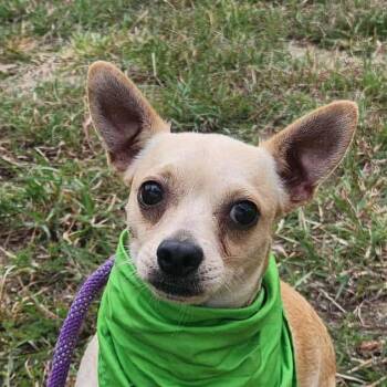 Rescue Chihuahua and Mixed Breed Dogs for Adoption in Austin, Texas - Sunny Boy FJ | PetCurious