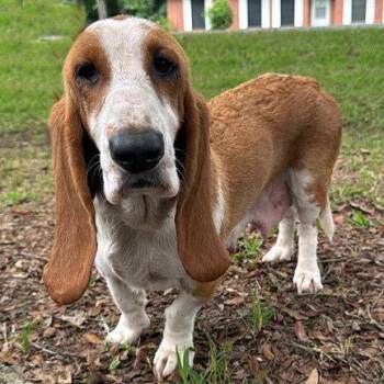 BUTTERSCOTCH - ADOPTION PENDING! -  Basset Hound Dog for Adoption in Hamilton, New Jersey - BUTTERSCOTCH - ADOPTION PENDING! | PetCurious