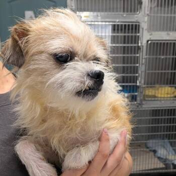 Fester -  Terrier Dog for Adoption in Chico, California - Fester | PetCurious