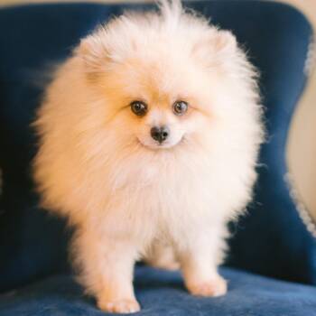 Lucky -  Pomeranian Dog for Adoption in Zionsville, Indiana - Lucky | PetCurious