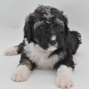 Annie -  Bernadoodle Dog for Adoption in Mobile, Alabama - Annie | PetCurious