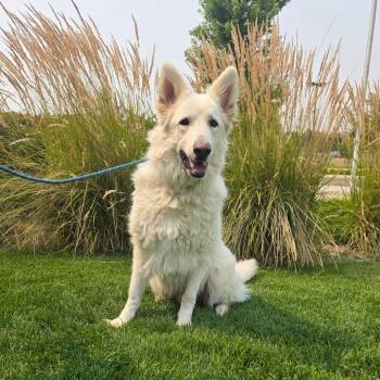 Ghost -  White German Shepherd and Mixed Breed Dog for Adoption in Great Falls, Montana - Ghost | PetCurious