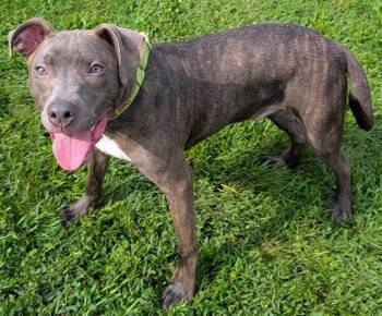 BUZZROLL -  Pit Bull Terrier Dog for Adoption in Akron, Ohio - BUZZROLL | PetCurious