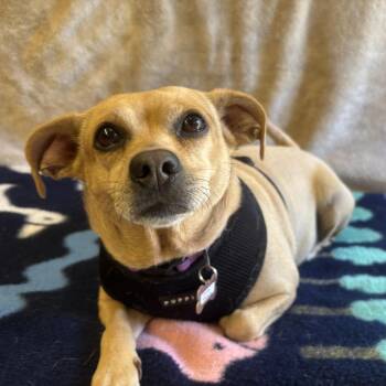 Sister Ramona 14174 -  Chihuahua and Pug Dog for Adoption in San Francisco, California - Sister Ramona 14174 | PetCurious