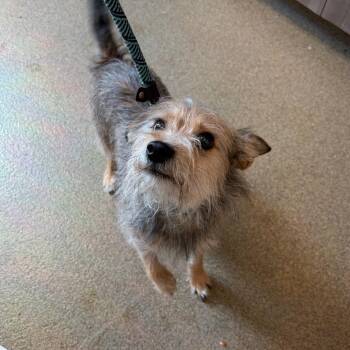 Pascal -  Terrier and Mixed Breed Dog for Adoption in Council Bluffs, Iowa - Pascal | PetCurious
