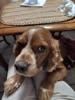 Rescue Cocker Spaniel Dogs for Adoption in Austin, Texas - Slinkydog | PetCurious