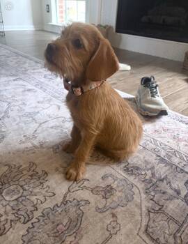 Abilene -  Poodle and Labrador Retriever Dog for Adoption in The Woodlands, Texas - Abilene | PetCurious