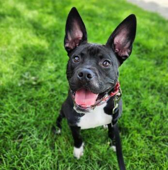 Rescue Pit Bull Terrier and Mixed Breed Dogs for Adoption in Minneapolis, Minnesota - PAMMY | PetCurious