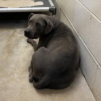 Pit Bull Terrier Dogs Available for Adoption in Tupelo, Mississippi - Bleu - 121401T | PetCurious