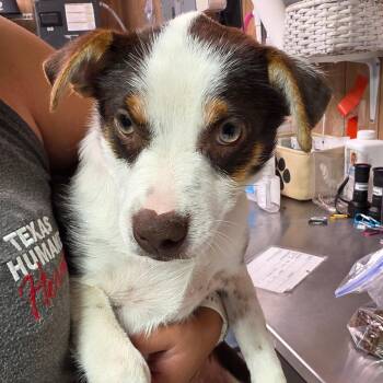 Theodosia -  Mixed Breed Dog for Adoption in Leander, Texas - Theodosia | PetCurious