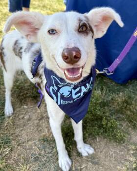 Rescue Australian Shepherd Dogs for Adoption in Troy, Illinois - Coen | PetCurious
