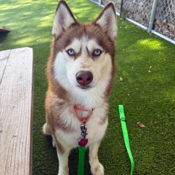 Coco -  Husky Dog for Adoption in Warwick, Rhode Island - Coco | PetCurious