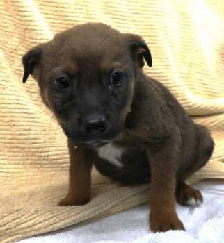 Rescue Shepherd Dogs for Adoption in Thief River Falls, Minnesota - Lennie | PetCurious