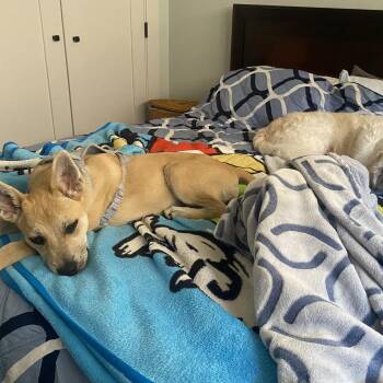 SCOUT -  Shepherd Dog for Adoption in Trabuco Canyon, California - SCOUT | PetCurious