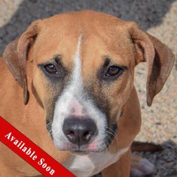 Paisley -  American Staffordshire Terrier and Boxer Dog for Adoption in Huntley, Illinois - Paisley | PetCurious