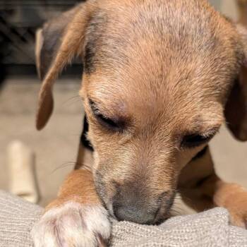 Eugene -  Mixed Breed Dog for Adoption in Fredericksburg, Virginia - Eugene | PetCurious