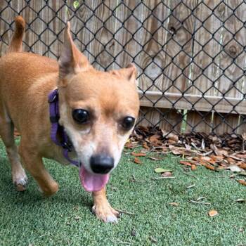 Chihuahua Dogs Available for Adoption in Lakeland, Florida - Jasper | PetCurious