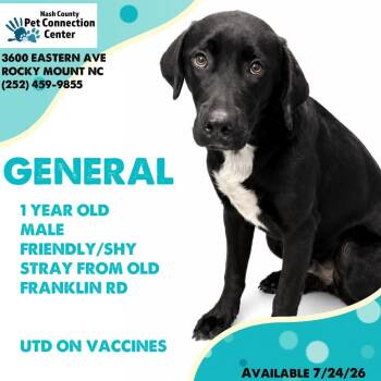GENERAL  Available 7/24 - ADOPTION or RESCUE! -  Mixed Breed Dog for Adoption in Nashville, North Carolina - GENERAL  Available 7/24 - ADOPTION Or RESCUE! | PetCurious