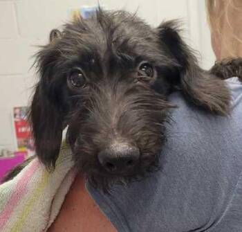 Nalu -  Dachshund and Mixed Breed Dog for Adoption in Kansas City, Missouri - Nalu | PetCurious