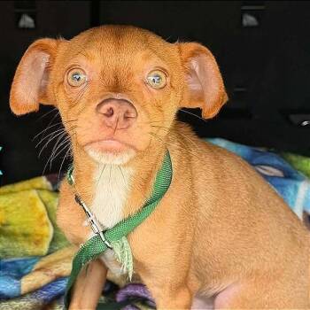 Paulie -  Chihuahua Dog for Adoption in Tampa, Florida - Paulie | PetCurious