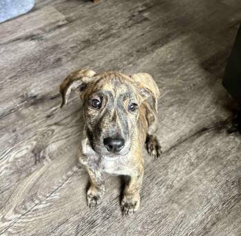 Rescue Pit Bull Terrier Dogs for Adoption in Grand Island, Nebraska - Pope | PetCurious