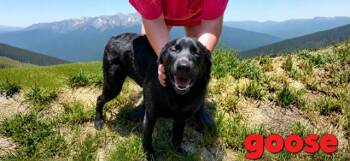 Goose -  Labrador Retriever Dog for Adoption in Zimmerman, Minnesota - Goose | PetCurious