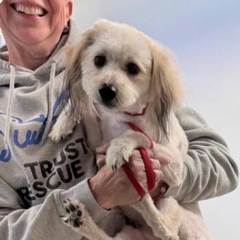 Poodle and Terrier Dogs Available for Adoption in Waterford, New Jersey - COLA | PetCurious