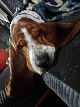 Basset Buddy -  Basset Hound Dog for Adoption in Lacon, Illinois - Basset Buddy | PetCurious