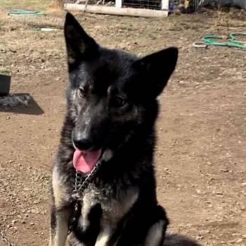 Fern -  Siberian Husky and Belgian Shepherd Malinois Dog for Adoption in Tonasket, Washington - Fern | PetCurious