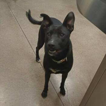 Mixed Breed Dogs Available for Adoption - Jemma | PetCurious