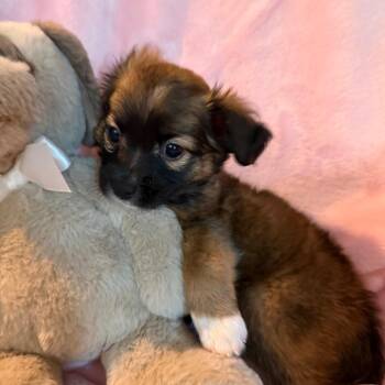 Pooh -  Maltese and Mixed Breed Dog for Adoption in Sacramento, California - Pooh | PetCurious