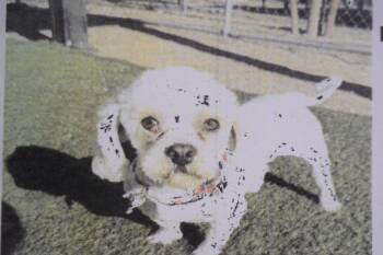 Maltese and Mixed Breed Dogs Available for Adoption - Peaches (A122911) | PetCurious