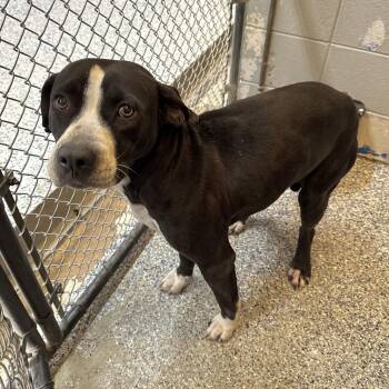 Charlotte -  Pit Bull Terrier and Black Labrador Retriever Dog for Adoption in Beaumont, Texas - Charlotte | PetCurious
