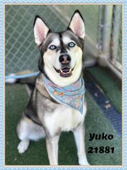 YUKO -  Husky Dog for Adoption in Marietta, Georgia - YUKO | PetCurious