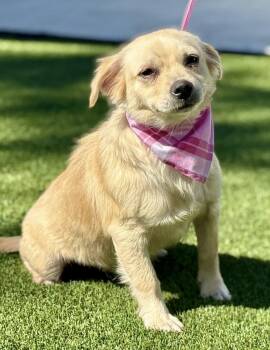 Rescue Chihuahua Dogs for Adoption in Hondo, Texas - Nora - Playful Chihuahua Gal | PetCurious