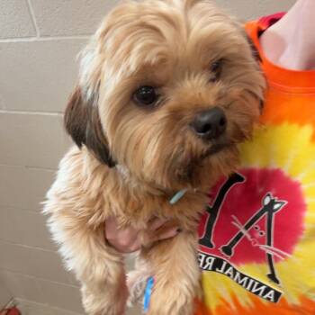 Rusty -  Yorkshire Terrier and Terrier Dog for Adoption in Muncie, Indiana - Rusty | PetCurious