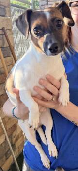 Lorelai -  Jack Russell Terrier Dog for Adoption in Murphy, Texas - Lorelai | PetCurious