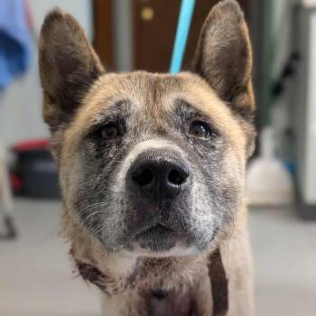 Rescue Mixed Breed Dogs for Adoption in Troy, Illinois - Mochi | PetCurious