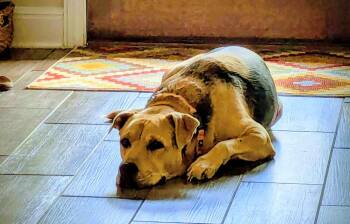 Shar Pei and German Shepherd Dog Dogs Available for Adoption - Relay | PetCurious