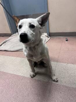 Australian Cattle Dog Blue Heeler and Mixed Breed Dogs Available for Adoption in San Jose, California - NILOU | PetCurious