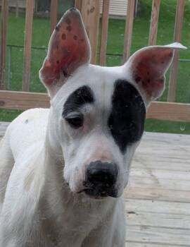 Queen -  Mixed Breed Dog for Adoption in Charlotte, Michigan - Queen | PetCurious