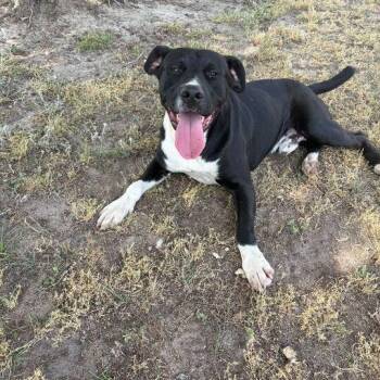 Pit Bull Terrier Dogs Available for Adoption in Valdosta, Georgia - Sacramento | PetCurious