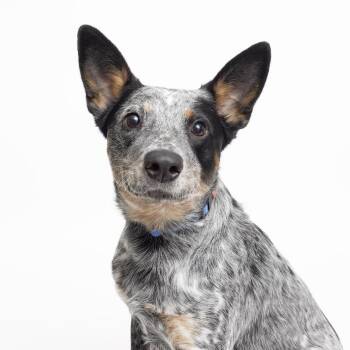 Australian Cattle Dog Blue Heeler Dogs Available for Adoption - Bluey | PetCurious