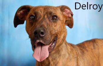 Delroy -  Plott Hound Dog for Adoption in Mount Vernon, Ohio - Delroy | PetCurious