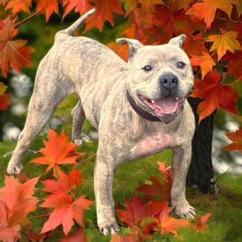 Rescue English Bulldog and Pit Bull Terrier Dogs for Adoption in Burton, Michigan - RORY | PetCurious