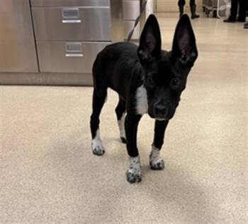 Australian Cattle Dog Blue Heeler and Mixed Breed Dogs Available for Adoption in Riverside, California - COMET | PetCurious