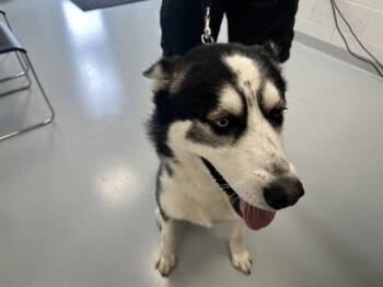 RUFFNUT -  Siberian Husky Dog for Adoption in Ocala, Florida - RUFFNUT | PetCurious